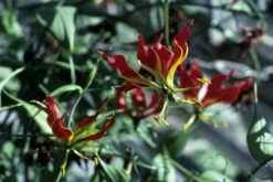 Kit De Culture - Lis De Malabar - 15 Graines - Gloriosa Rothschildiana -Magasin De Plantes De Qualité 64064179340333.58024990