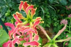 Kit De Culture - Lis De Malabar - 15 Graines - Gloriosa Rothschildiana -Magasin De Plantes De Qualité 640641793eacd3.10311548