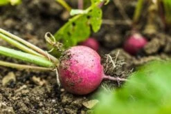 Kit De Culture - Bio - Radis - Cherry Bell - 100 Graines - Raphanus Sativus -Magasin De Plantes De Qualité 640641a6420921.87770760