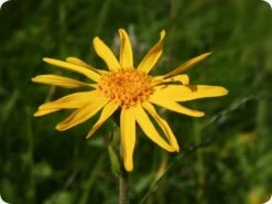 Kit De Culture - Arnica Des Montagnes - 40 Graines - Arnica Montana -Magasin De Plantes De Qualité 640641a8f3e957.44733188