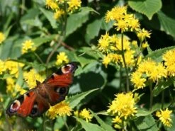 Kit De Culture - Solidage Verge D'or - 100 Graines - Solidago Virgaurea -Magasin De Plantes De Qualité 640641b4c90c32.39776300