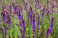 Kit De Culture - Bio - Sauge - 60 Graines - Salvia Officinalis -Magasin De Plantes De Qualité 640641bf438086.74821203