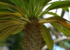 Kit De Culture - Palmier De Madagascar - 10 Graines - Pachypodium Lamerei -Magasin De Plantes De Qualité 640641c7226726.92813528