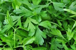 Kit De Culture - Bio - Cerfeuil Commun - 800 Graines - Anthriscus Cerefolium -Magasin De Plantes De Qualité 640641c887fe75.85740285