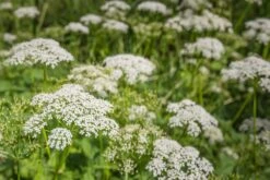 Kit De Culture - Bio - Cerfeuil Commun - 800 Graines - Anthriscus Cerefolium -Magasin De Plantes De Qualité 640641c8a30cc8.62953997