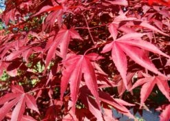 Kit De Culture - Erable Du Japon Pourpre - 20 Graines - Acer Palmatum Atropurpureum -Magasin De Plantes De Qualité 640641d81e91c2.05775496