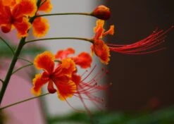 Kit De Culture - Orgueil De Chine - 10 Graines - Caesalpinia Pulcherrima -Magasin De Plantes De Qualité 640641f1222758.42542490