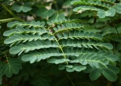 Kit De Culture - Orgueil De Chine - 10 Graines - Caesalpinia Pulcherrima -Magasin De Plantes De Qualité 640641f12730a7.73038490