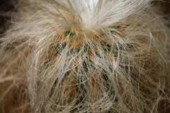 Kit De Culture - Vieil Homme Des Andes - 40 Graines - Oreocereus Celsianus -Magasin De Plantes De Qualité 6406421319bf09.55918901