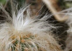 Kit De Culture - Vieil Homme Des Andes - 40 Graines - Oreocereus Celsianus -Magasin De Plantes De Qualité 640642131e7c97.68380268