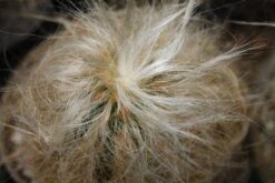 Kit De Culture - Vieil Homme Des Andes - 40 Graines - Oreocereus Celsianus -Magasin De Plantes De Qualité 64064213238914.02708494