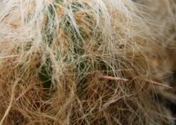 Kit De Culture - Vieil Homme Des Andes - 40 Graines - Oreocereus Celsianus -Magasin De Plantes De Qualité 640642132a3d31.45958194