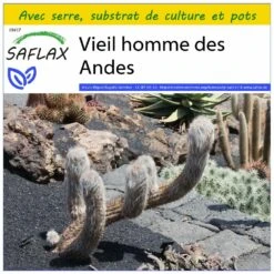 Kit De Culture - Vieil Homme Des Andes - 40 Graines - Oreocereus Celsianus