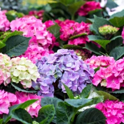 3x Hydrangea Macrophylla Mix – Hortensia – Arbuste - Rustique – ⌀14 Cm - ↕30-40 Cm -Magasin De Plantes De Qualité 640b1ffd9bd139.56396936