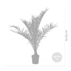 2x Phoenix Canariensis - Palmier Dattier Des Canaries - Palmier - Rustique – ⌀19 Cm - ↕80-100 Cm 6 2x Phoenix Canariensis - Palmier Dattier Des Canaries - Palmier - Rustique – ⌀19 Cm - ↕80-100 Cm -Magasin De Plantes De Qualité 640b20121a6e42.84880021
