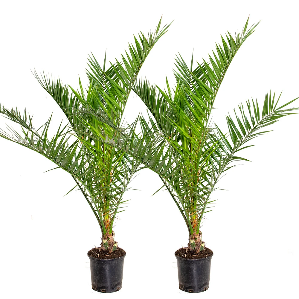 2x Phoenix Canariensis - Palmier Dattier Des Canaries - Palmier - Rustique – ⌀19 Cm - ↕80-100 Cm 1 2x Phoenix Canariensis - Palmier Dattier Des Canaries - Palmier - Rustique – ⌀19 Cm - ↕80-100 Cm
