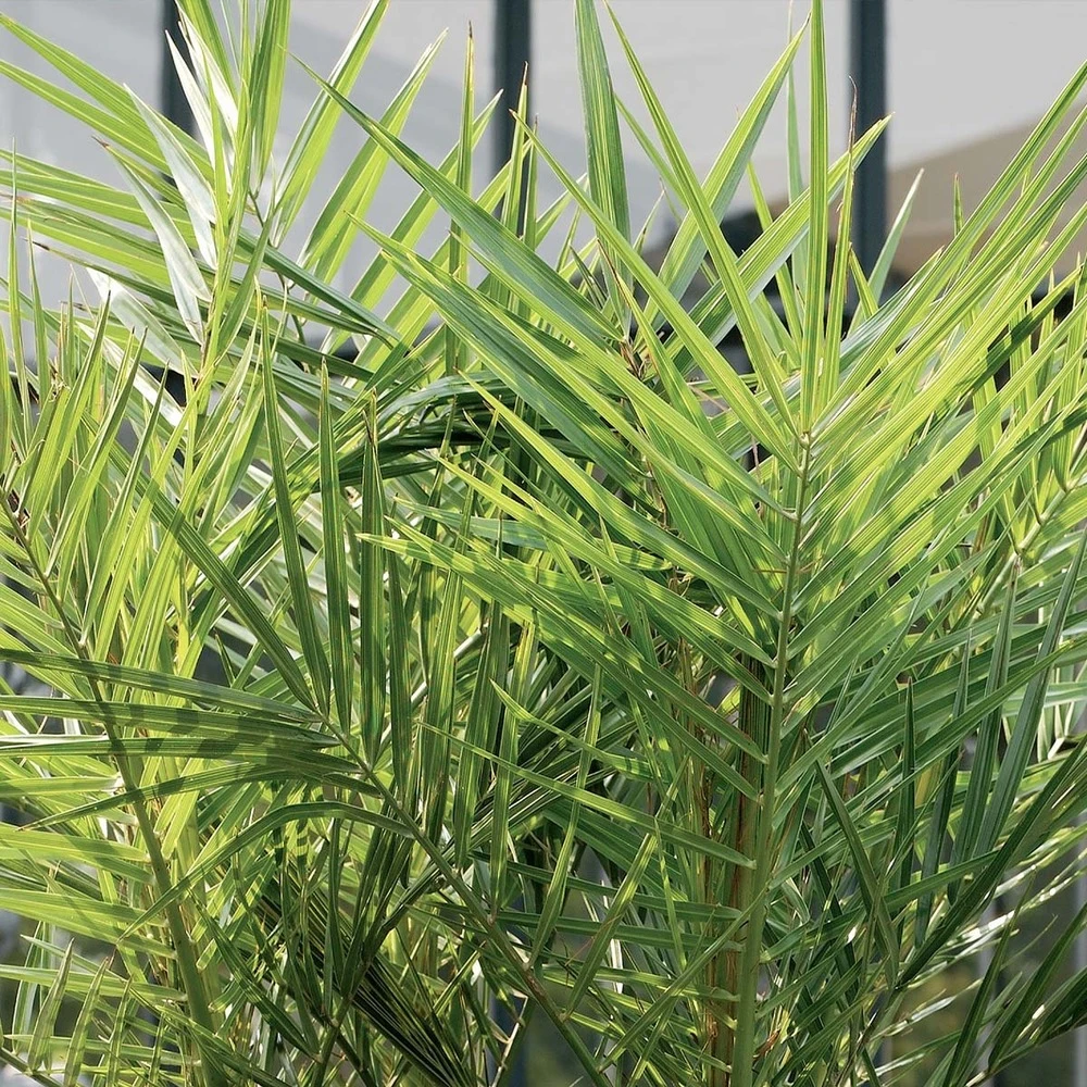 2x Phoenix Canariensis - Palmier Dattier Des Canaries - Palmier - Rustique – ⌀19 Cm - ↕80-100 Cm 4 2x Phoenix Canariensis - Palmier Dattier Des Canaries - Palmier - Rustique – ⌀19 Cm - ↕80-100 Cm – Image 4