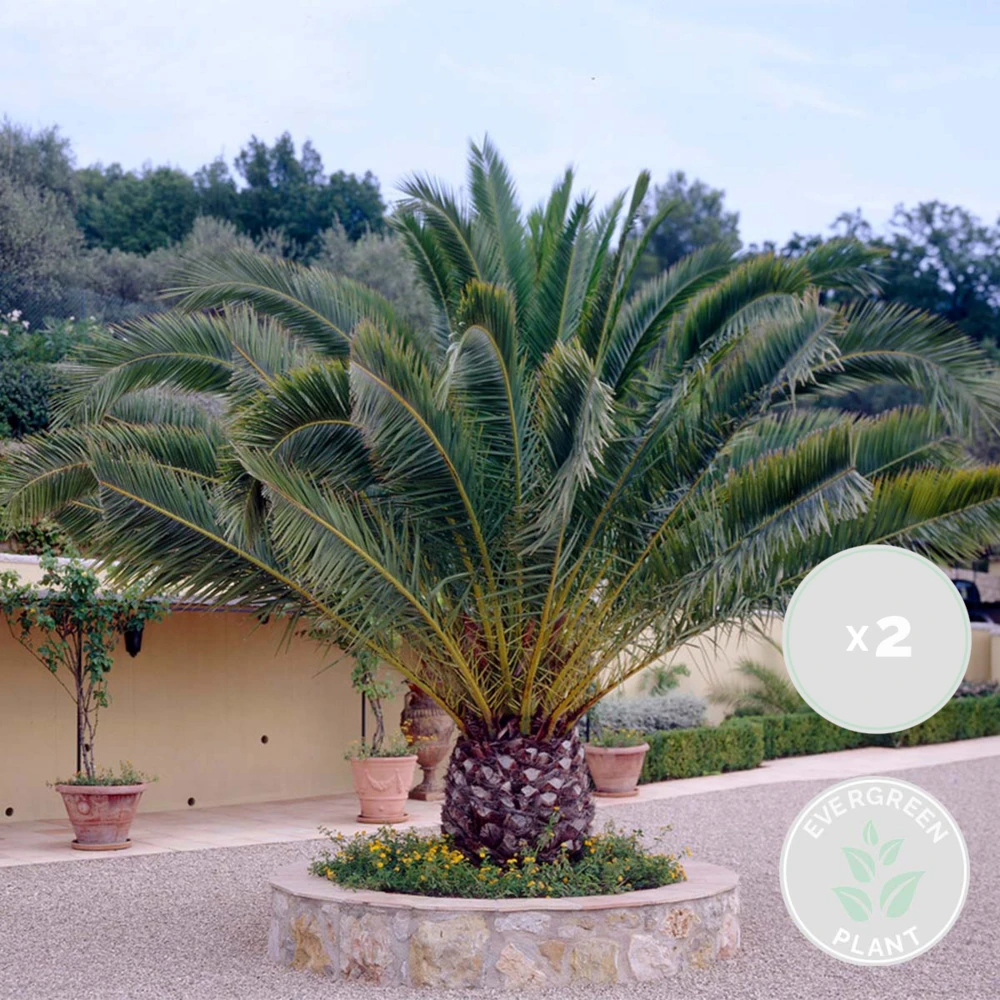 2x Phoenix Canariensis - Palmier Dattier Des Canaries - Palmier - Rustique – ⌀19 Cm - ↕80-100 Cm 2 2x Phoenix Canariensis - Palmier Dattier Des Canaries - Palmier - Rustique – ⌀19 Cm - ↕80-100 Cm – Image 2