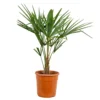 Trachycarpus Fortunei - Palmier Chinois - Palmier - Rustique – ⌀24 Cm - ↕70-80 Cm