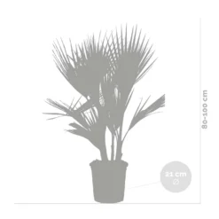 2x Washingtonia Robusta - Palmier Mexicain - Palmier Extérieur - Persistant – ⌀21 Cm - ↕80-100 Cm -Magasin De Plantes De Qualité 640b2027889481.60153878