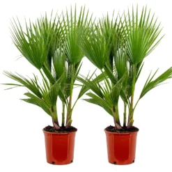2x Washingtonia Robusta - Palmier Mexicain - Palmier Extérieur - Persistant – ⌀21 Cm - ↕80-100 Cm