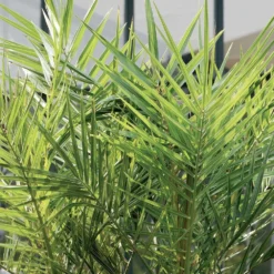 Phoenix Canariensis - Palmier Dattier Des Canaries - Palmier - Rustique – ⌀15 Cm - ↕50-60 Cm -Magasin De Plantes De Qualité 640b203440a612.35798404