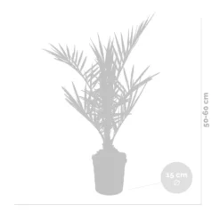Phoenix Canariensis - Palmier Dattier Des Canaries - Palmier - Rustique – ⌀15 Cm - ↕50-60 Cm -Magasin De Plantes De Qualité 640b203444f913.77342743
