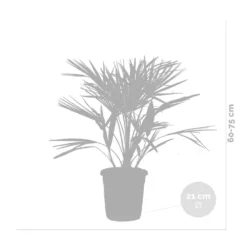 Chamaerops 'humilis' - Palmier Nain Européen - Palmier - Rustique – ⌀21 Cm - ↕60-75 Cm -Magasin De Plantes De Qualité 640b2038839908.05362833