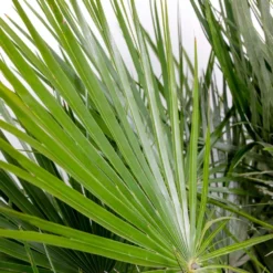 Chamaerops 'humilis' - Palmier Nain Européen - Palmier - Rustique – ⌀21 Cm - ↕60-75 Cm -Magasin De Plantes De Qualité 640b203886c264.75399730