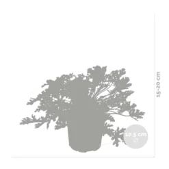 3x Pelargonium Graveolens – Géranium Citronné – Anti-moustique - Parfumé – ⌀10.5 Cm - ↕15-20 Cm -Magasin De Plantes De Qualité 640b2055ea72a1.18971844