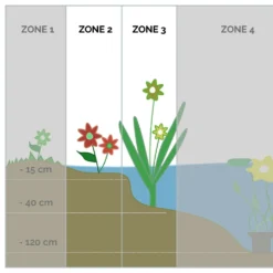 6x Mélange De Plantes De Bassin Purifiantes – Zone 2 & 3 – Faible Entretien - ⌀9 Cm - ↕05-20 Cm -Magasin De Plantes De Qualité 640b206669bc46.97636049