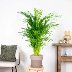 Dypsis Lutescens - Palmier Dorés - Plante D'intérieur - Entretien Facile – ⌀24 Cm - ↕120-130 Cm -Magasin De Plantes De Qualité 640b20fca5b7e0.32931712