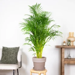 Dypsis Lutescens - Palmier Dorés - Plante D'intérieur - Entretien Facile – ⌀24 Cm - ↕140-150 Cm -Magasin De Plantes De Qualité 640b21017f4da5.10388502