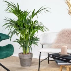 Howea Forsteriana - Palmier Kentia - Plante D'intérieur - Purificateur D'air – ⌀24 Cm - ↕120-130 Cm -Magasin De Plantes De Qualité 640b2102da86e5.91390726
