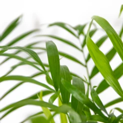 Chamaedorea Elegans - Palmier Nain Mexicain - Purificateur D'air – ⌀17 Cm - ↕50-60 Cm -Magasin De Plantes De Qualité 640b2104598045.56432407