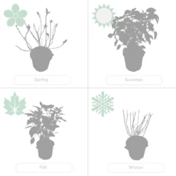 2x Hortensia 'little Lime' - Panicule D'hortensia - Vert - Arbuste - Rustique - ⌀19 Cm - ↕35-45 Cm -Magasin De Plantes De Qualité 640b7511d9d976.16440964