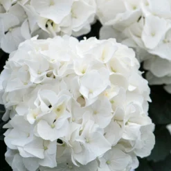 3x Hydrangea Macrophylla 'wudu' – Hortensia – Arbuste - Rustique – ⌀10.5 Cm - ↕20-25 Cm -Magasin De Plantes De Qualité 640b7529a49fd4.69121080