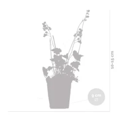 Heuchera Sanguinea 'splendens' - Campanule Pourpre - Vivace - Rustique – ⌀9 Cm - ↕10-15 Cm -Magasin De Plantes De Qualité 640b752ad553f4.50191708