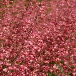 Heuchera Sanguinea 'splendens' - Campanule Pourpre - Vivace - Rustique – ⌀9 Cm - ↕10-15 Cm -Magasin De Plantes De Qualité 640b752ad8f6e5.46813423