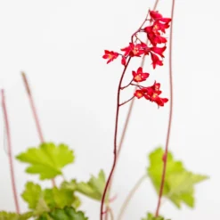 Heuchera Sanguinea 'splendens' - Campanule Pourpre - Vivace - Rustique – ⌀9 Cm - ↕10-15 Cm -Magasin De Plantes De Qualité 640b752b05fdc2.66973762