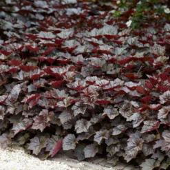 Heuchera Micrantha 'palace Purple' - Campanule - Vivace - Rustique – ⌀9 Cm - ↕10-15 Cm -Magasin De Plantes De Qualité 640b753642c461.03995260