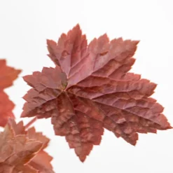 Heuchera Micrantha 'palace Purple' - Campanule - Vivace - Rustique – ⌀9 Cm - ↕10-15 Cm -Magasin De Plantes De Qualité 640b7536847767.03860635