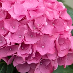 3x Hydrangea Macrophylla 'early Pink' - Hortensia - Arbuste - Rustique – ⌀10.5 Cm - ↕20-25 Cm -Magasin De Plantes De Qualité 640b75390710b1.57621117