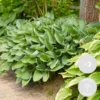 3x Hosta Sieboldiana 'elegans' - Lys Coeur - Vivace - Rustique – ⌀9 Cm - ↕10-15 Cm