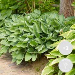 3x Hosta Sieboldiana 'elegans' - Lys Coeur - Vivace - Rustique – ⌀9 Cm - ↕10-15 Cm
