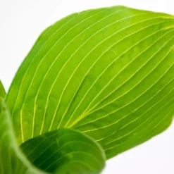 3x Hosta Sieboldiana 'elegans' - Lys Coeur - Vivace - Rustique – ⌀9 Cm - ↕10-15 Cm 6 3x Hosta Sieboldiana 'elegans' - Lys Coeur - Vivace - Rustique – ⌀9 Cm - ↕10-15 Cm -Magasin De Plantes De Qualité 640b754a86d113.21119952