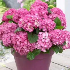 3x Hydrangea Macrophylla Mix – Hortensia – Arbuste - Rustique – ⌀10.5 Cm - ↕20-25 Cm -Magasin De Plantes De Qualité 640b755130da50.05303611