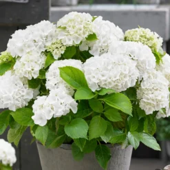 3x Hydrangea Macrophylla Mix – Hortensia – Arbuste - Rustique – ⌀10.5 Cm - ↕20-25 Cm -Magasin De Plantes De Qualité 640b75514490c1.27632438