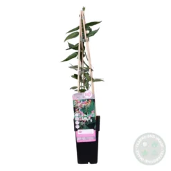 Lonicera Henryi – Chèvrefeuille – Plante Grimpante – Persistant - ⌀15 Cm - ↕60-70 Cm -Magasin De Plantes De Qualité 640b756d12b346.13735927