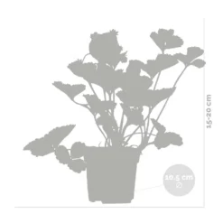 3x Fragaria 'snow Summer Breeze' – Fraisier – Entretien Facile – ⌀10,5 Cm - ↕15-20 Cm -Magasin De Plantes De Qualité 640b77bf29ba88.10497191